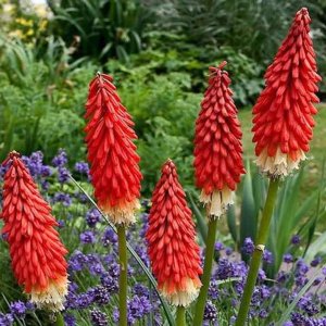 Fakľovka (Kniphofia) ´REDHOT POPSICLE´ kont. C1L